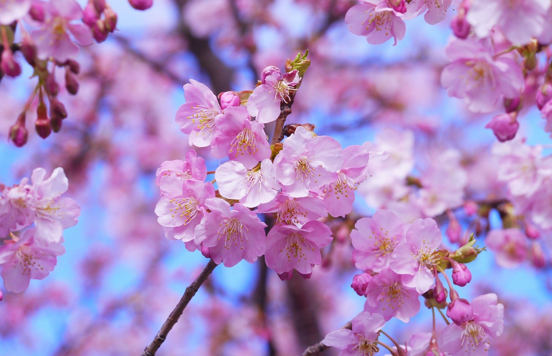 Waimea Cherry Blossom Heritage Festival 2023